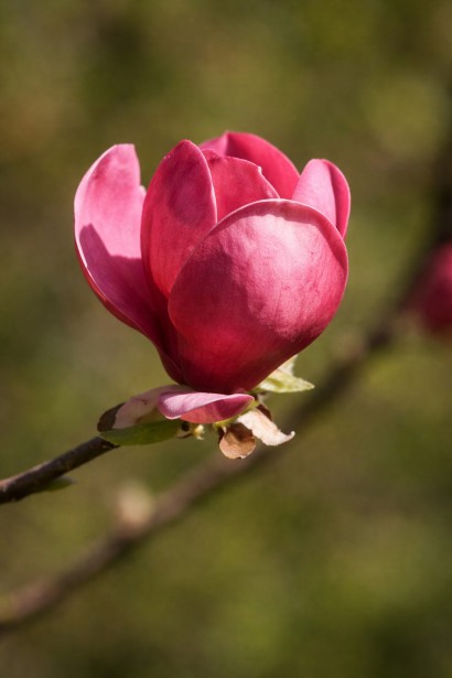 Магнолія Антьє Занді